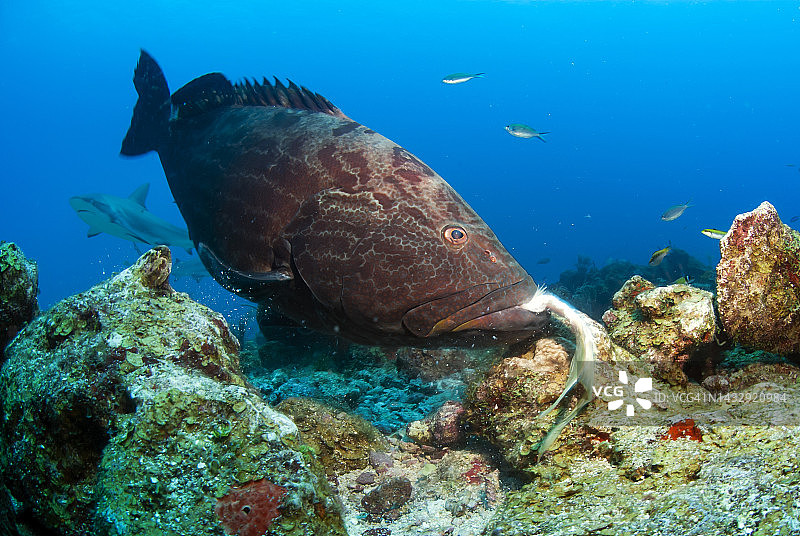 正在进食的黑石斑鱼图片素材