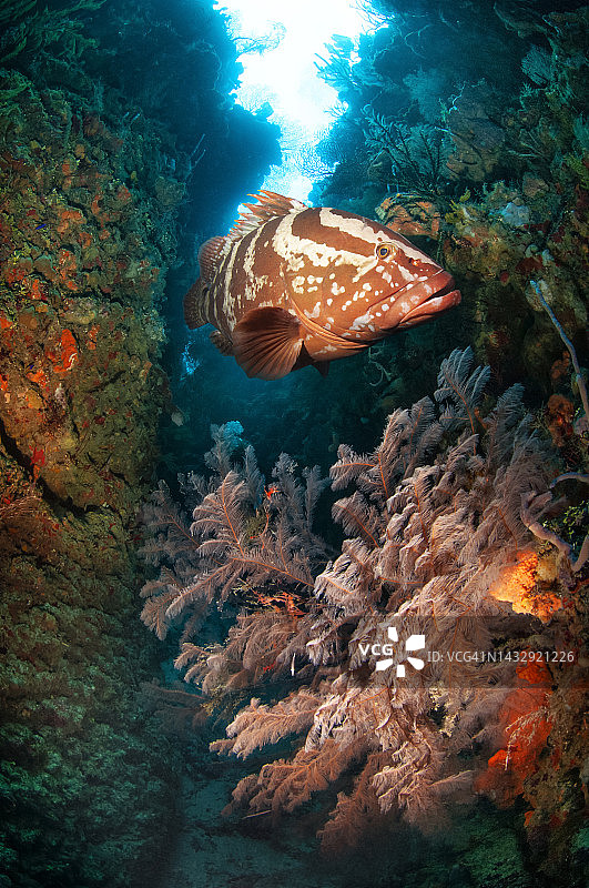 在快速珊瑚上游动的鞍带石斑鱼图片素材