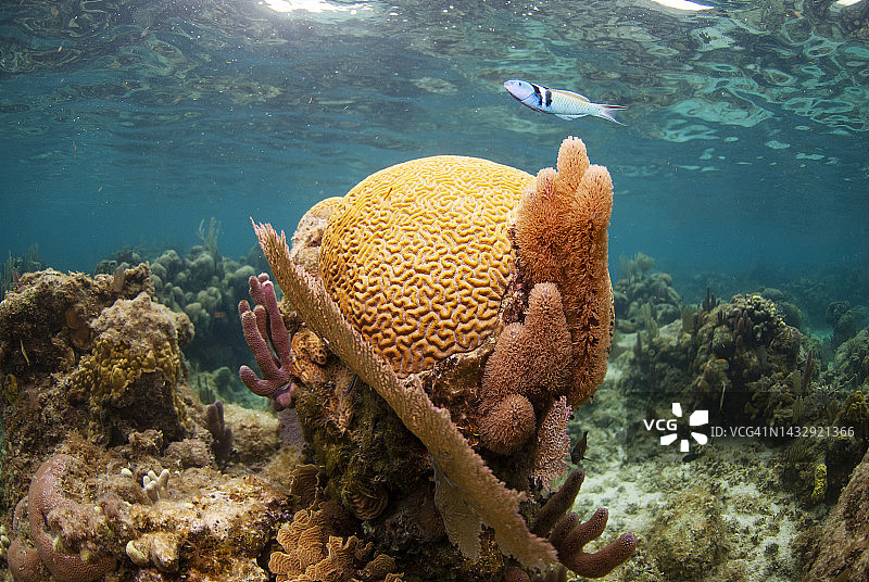 加勒比海礁的脑珊瑚图片素材