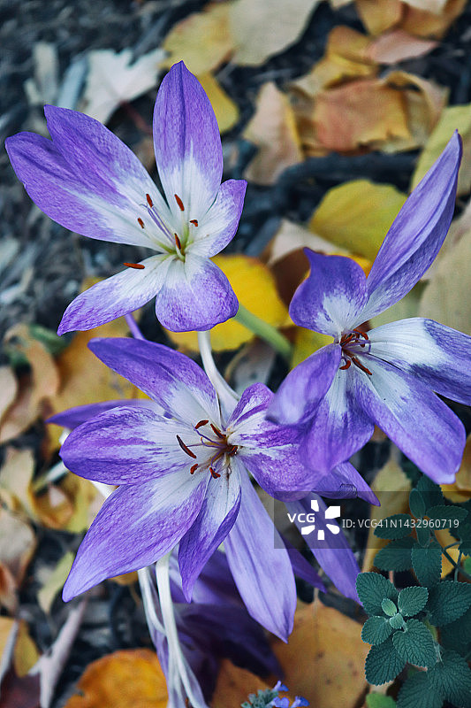 秋季番红花：秋天的春意图片素材