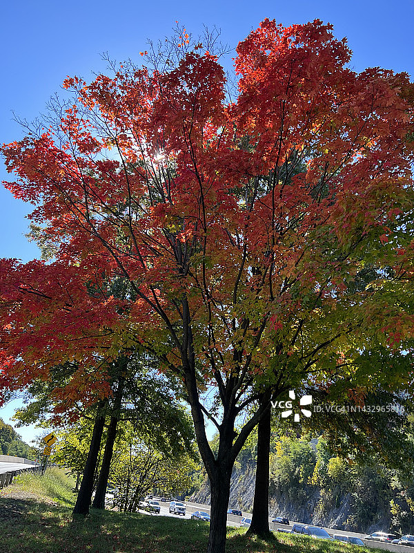 2022年秋季，纽约州威斯特彻斯特县白原市的秋叶照片图片素材