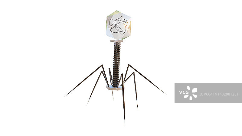 噬菌体插图图片素材