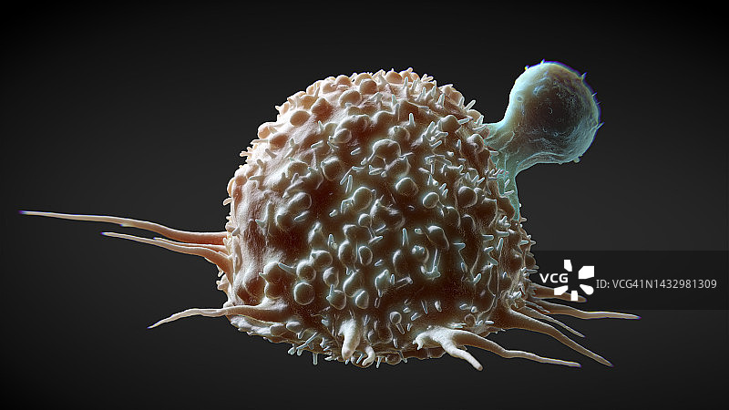 T细胞攻击癌细胞图示图片素材