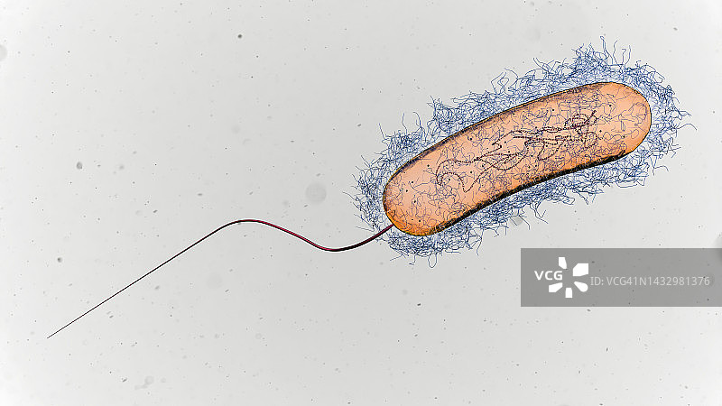 军团菌细菌图示图片素材