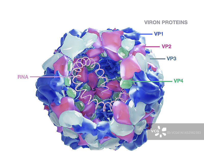 脊髓灰质炎病毒结构示意图图片素材