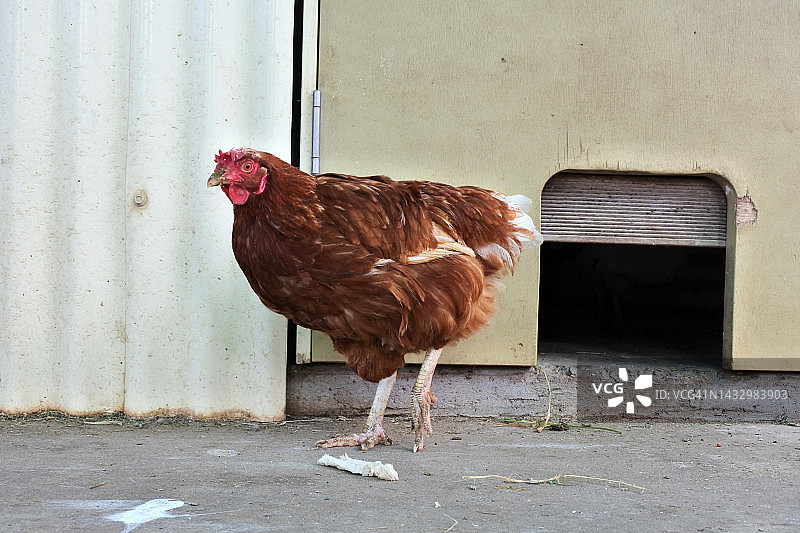 鸡舍里的棕色鸡图片素材