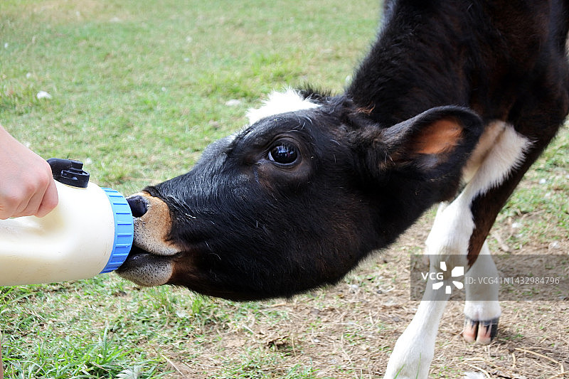 用奶瓶喂养小奶牛的人图片素材