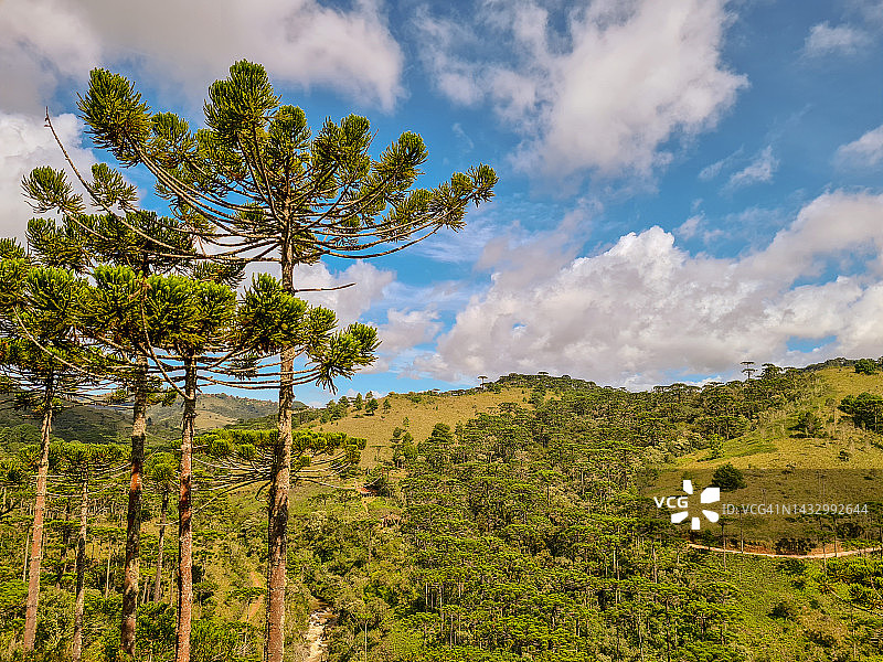 巴西山区的南洋杉森林图片素材