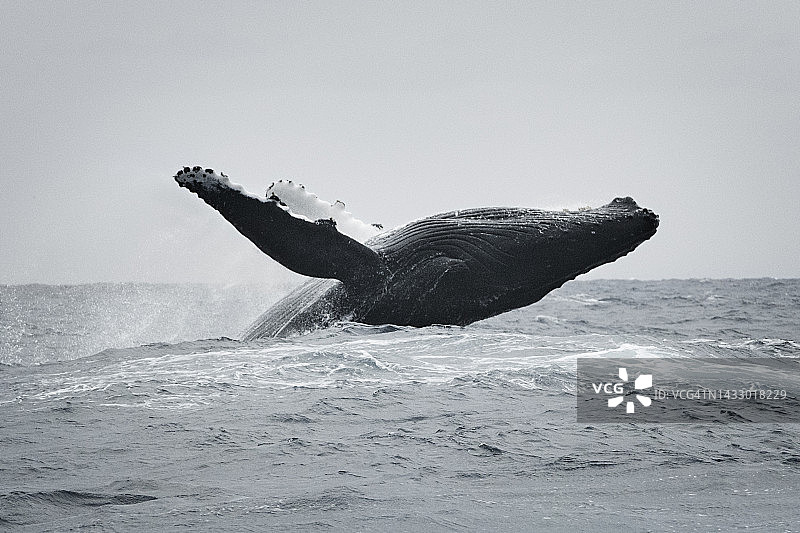 太平洋中游泳和跃出水面的座头鲸图片素材