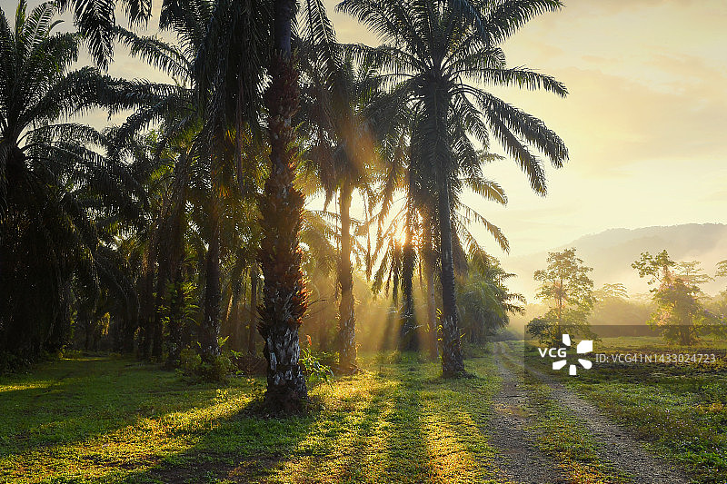 棕榈油种植园与晨光图片素材