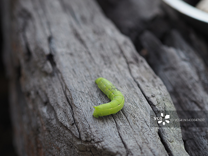 木头上的绿色虫子图片素材