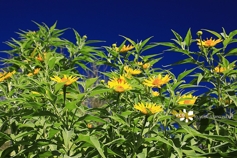 野生墨西哥向日葵图片素材