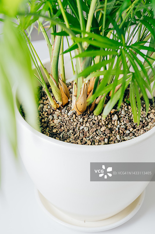 棕竹盆栽特写：室内家居装饰图片素材