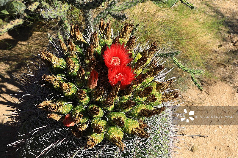 仙人掌上的花朵图片素材