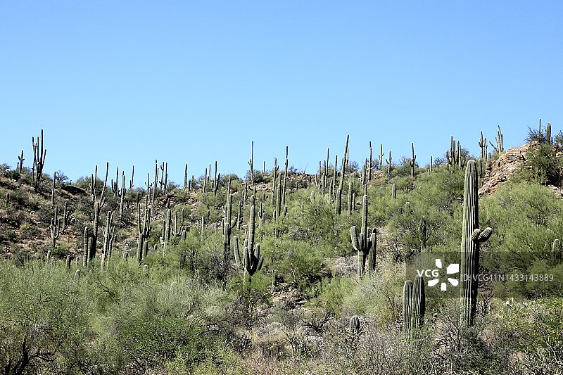 科罗纳多国家森林的干旱沙漠景观图片素材