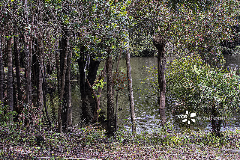 热带雨林图片素材