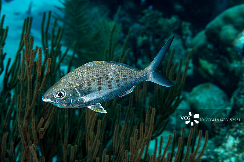 黄鳍莫哈拉鱼图片素材