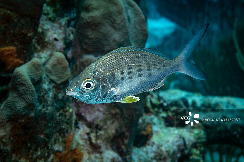 黄鳍莫哈拉鱼图片素材