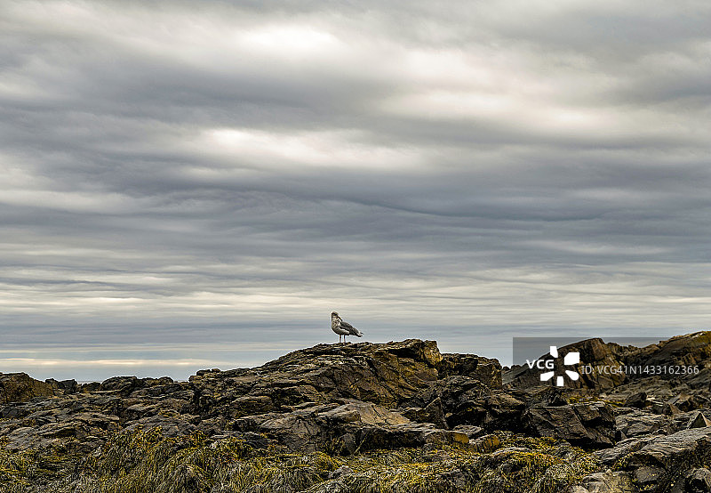 阿卡迪亚国家公园岩石上的海鸥图片素材