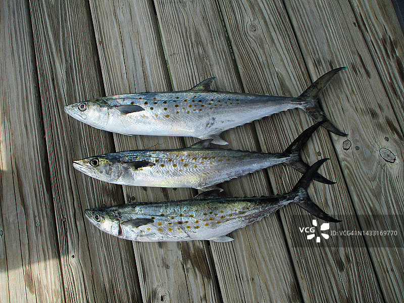 码头上的西班牙鲭鱼图片素材