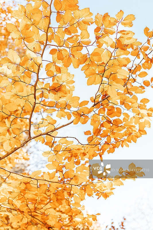 树上的橙色秋叶，泛黄树叶的自然纹理背景图片素材