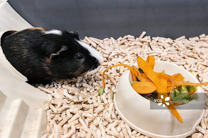 用蔬菜边角料制作宠物食品图片素材