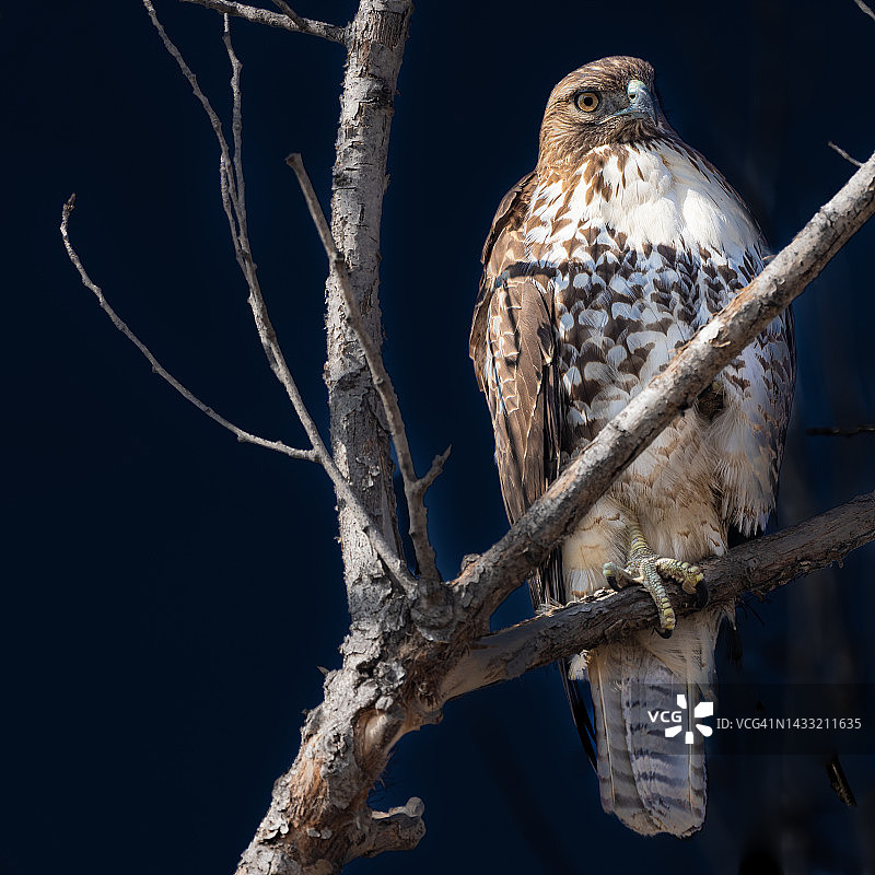 红尾鹰图片素材