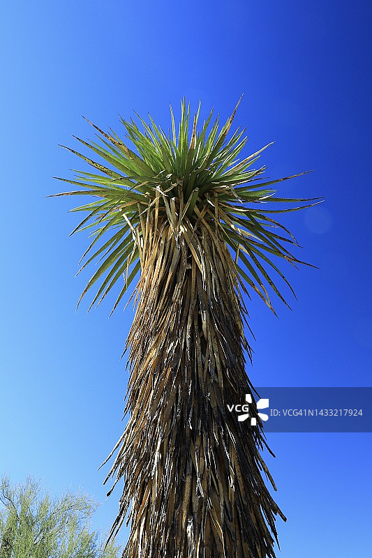 蓝天下丝兰树图片素材