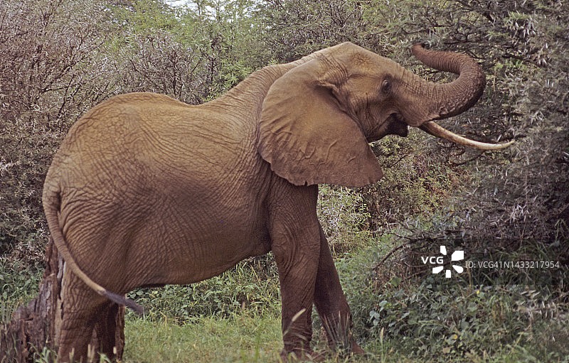 非洲象（非洲象属）：在树上觅食图片素材