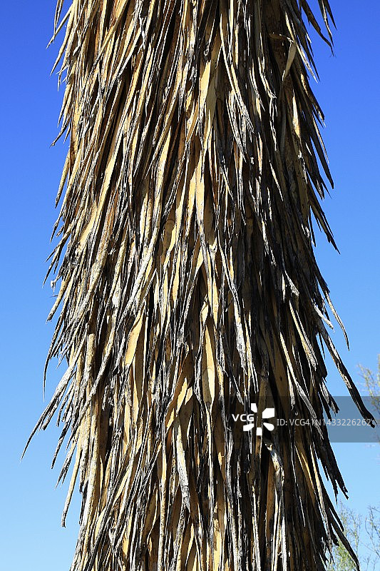 丝兰树干图片素材