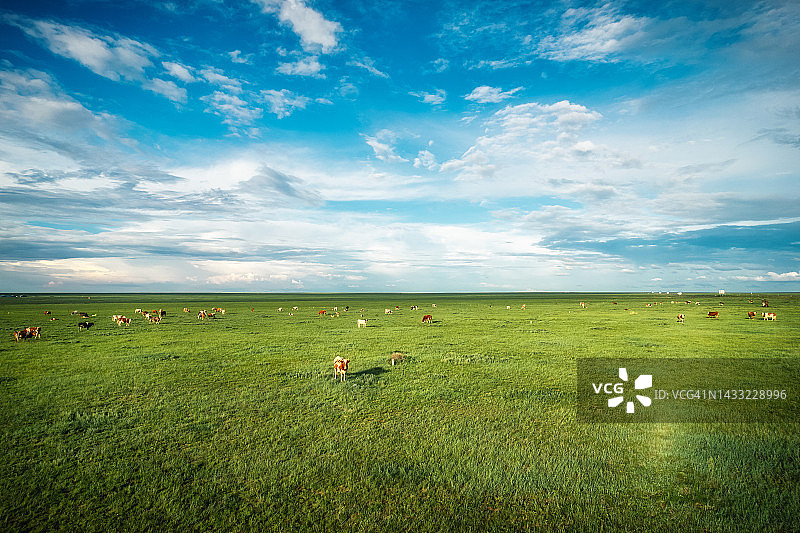 中国呼伦贝尔草原上的牛图片素材