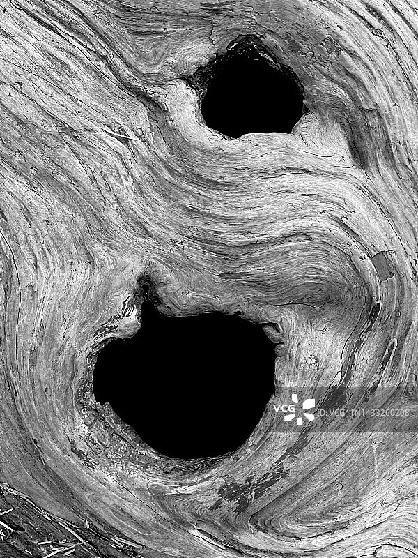 俄勒冈州喀斯喀特山脉的黑白倒木图片素材