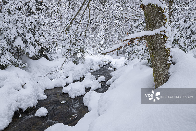 冬季巴伐利亚森林国家公园的小奥厄山溪，白雪皑皑（德国）图片素材
