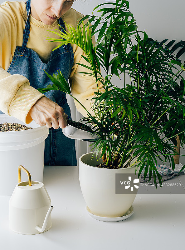 女人在室内照顾鲜花，用勺子倒出土壤，移植植物。准备将棕榈放入白色大花盆中。厨房或房间内景，白色桌子和墙壁图片素材