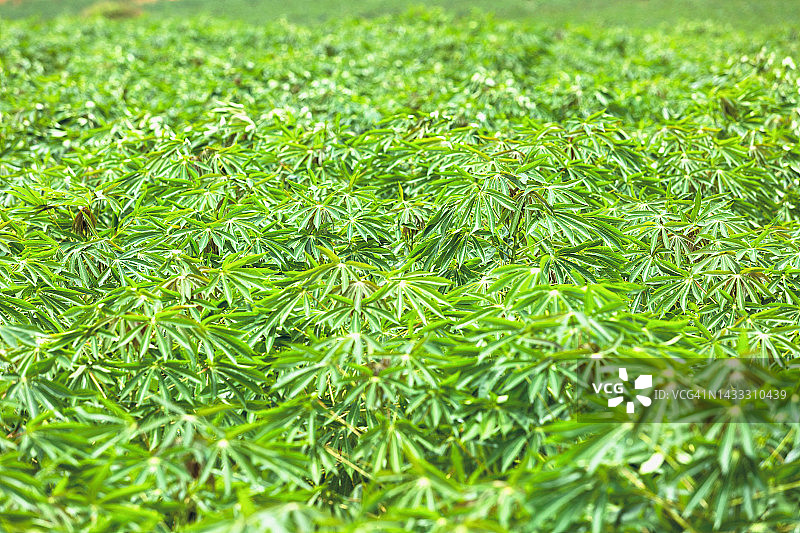 木薯是一种在泰国种植的热带粮食作物图片素材