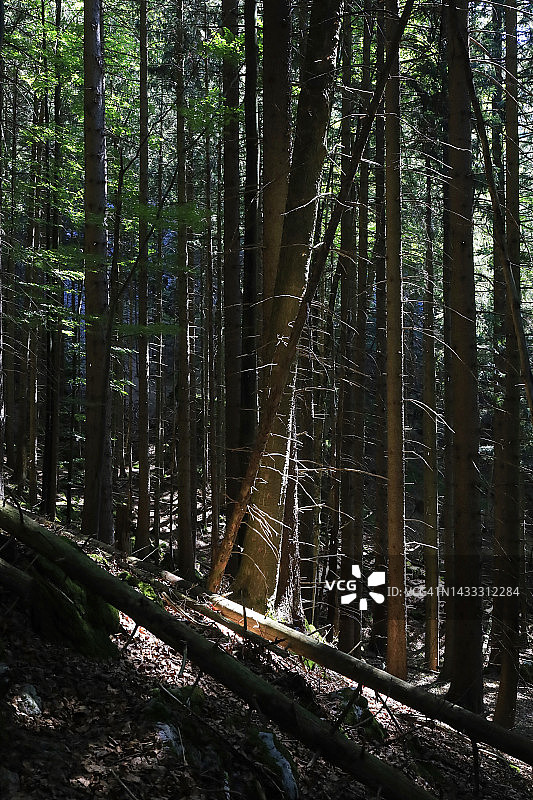 夏季森林树木的树干图片素材