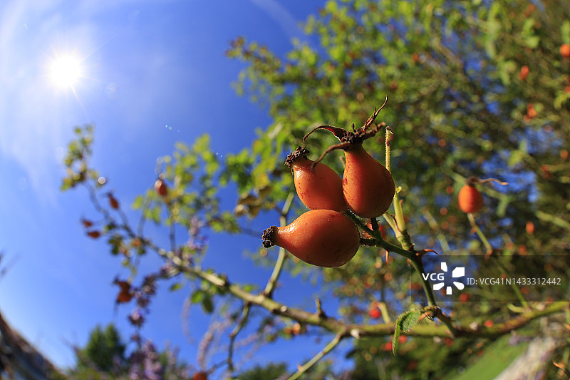 夏季生长的蔷薇果图片素材