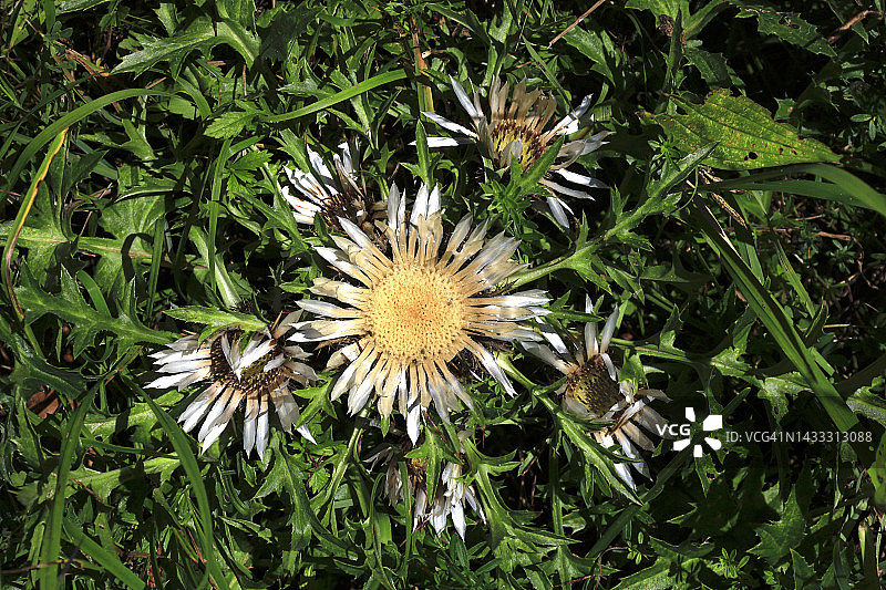 夏天盛开的野花图片素材