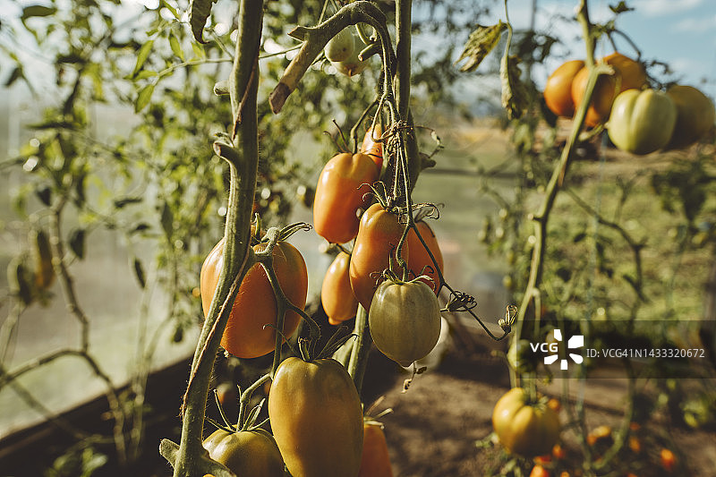 温室里植株上的成熟番茄图片素材