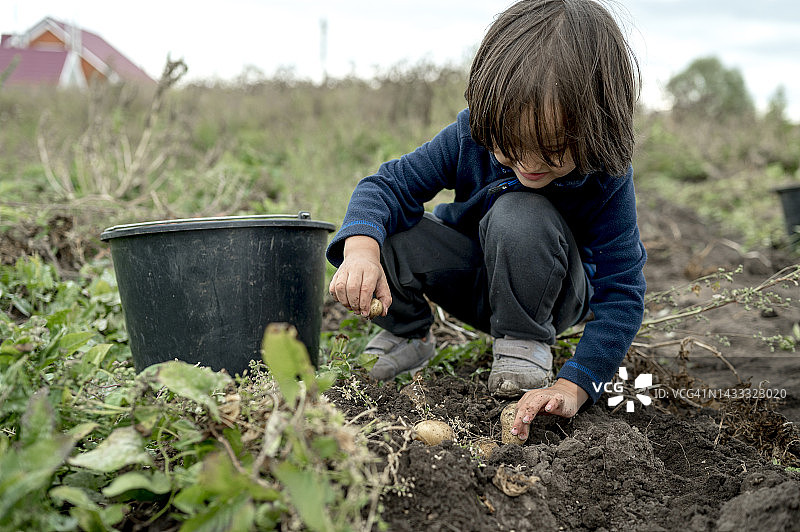 男孩在农场从桶里的土壤中捡起土豆图片素材