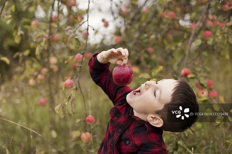 男孩在农场吃新鲜的红苹果图片素材