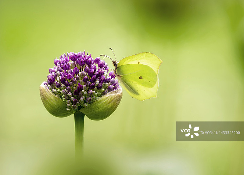 绿色的粉蝶在新鲜的葱属植物花朵上授粉图片素材