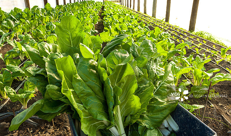 果园中的绿叶蔬菜图片素材