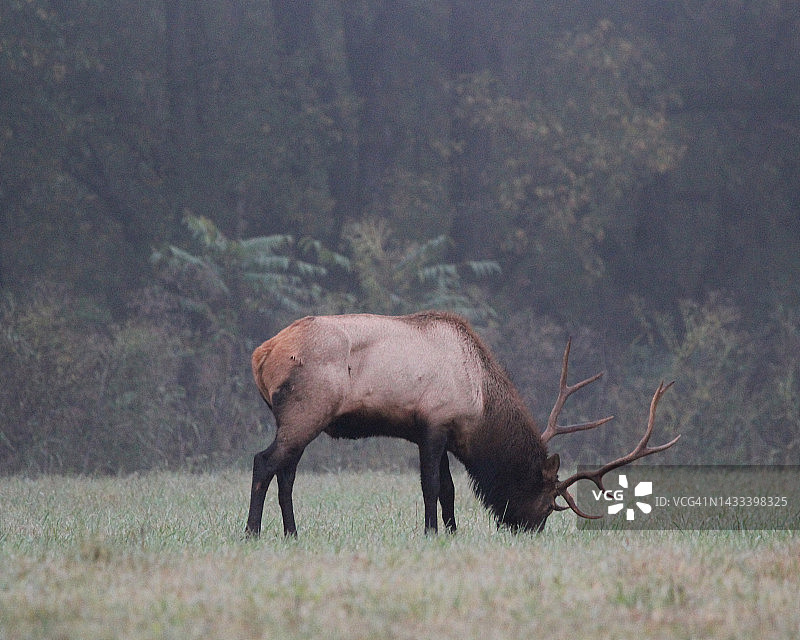 秋季的麋鹿图片素材