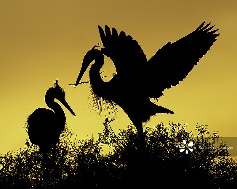 筑巢的剪影图片素材