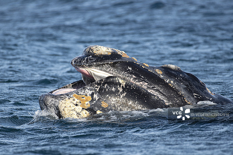 南露脊鲸在阿根廷巴塔哥尼亚海岸附近的水面张开嘴巴图片素材