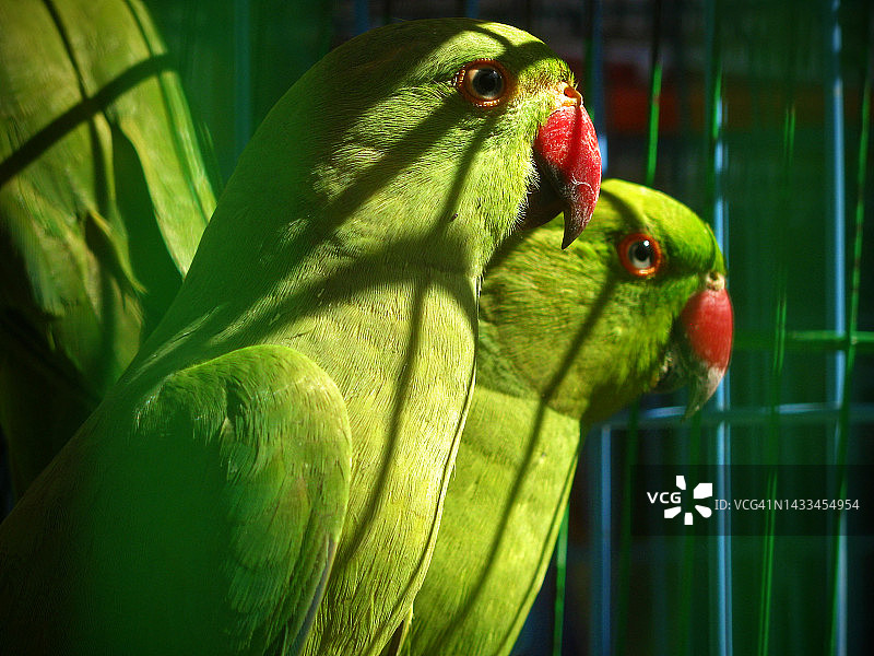 笼中鸟图片素材