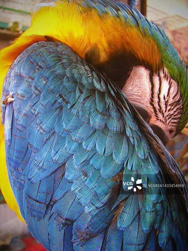 笼中鸟图片素材