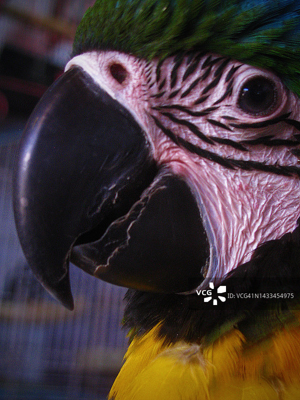 笼中鸟图片素材