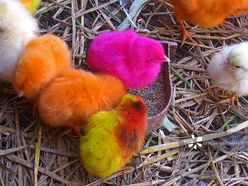 笼中鸟图片素材